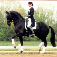 Improving the Equestrian: Article 1